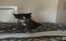 Maine Coon cats for sale: Chunky and fluffy Mainecoon kittens - Image 12