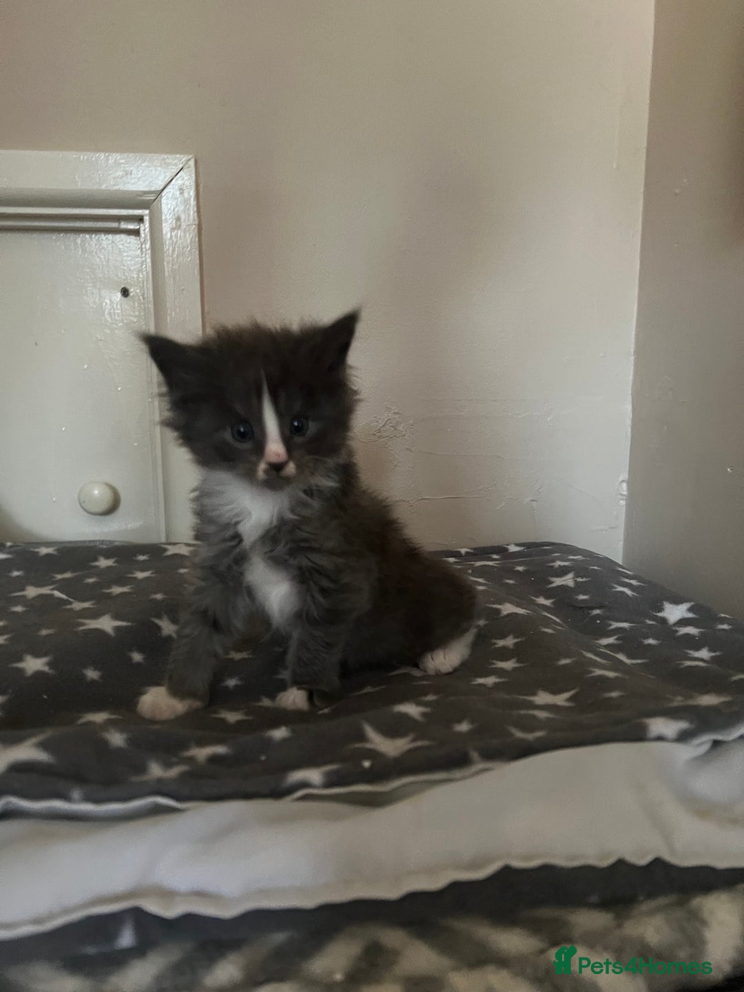 Maine Coon cats for sale: Chunky and fluffy Mainecoon kittens - Image 12