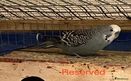 Budgerigars birds for sale: Reserved 2 pairs of budgies (please read full) - Image 14