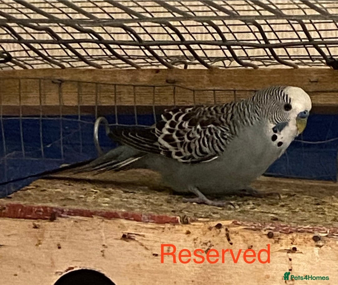 Budgerigars birds for sale: Reserved 2 pairs of budgies (please read full) - Image 14