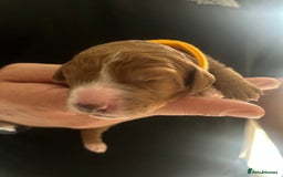 Cockapoo dogs for sale: Beautiful Cockapoo F2 puppies  - Image 18