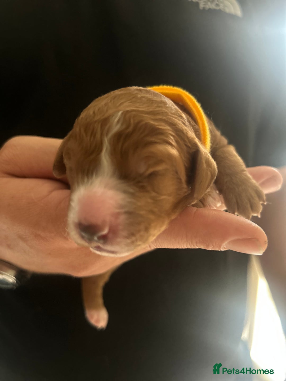 Cockapoo dogs for sale: Beautiful Cockapoo F2 puppies  - Image 18