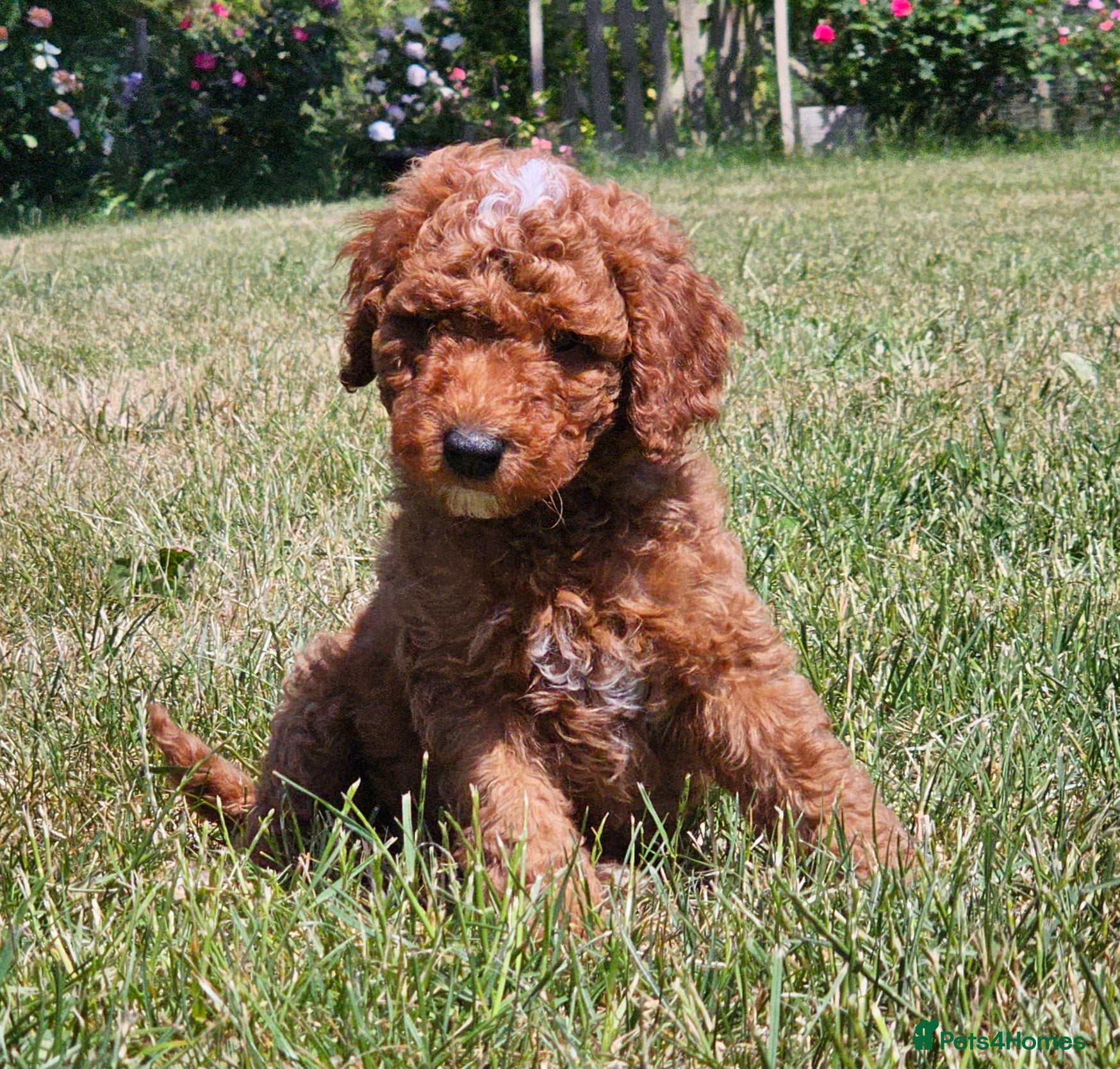 Australian Labradoodle dogs Stunning full Australian Labradoodle puppies  - Advert 2