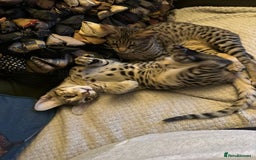 Savannah cats for sale: Savannah F4 girl kittens - Image 23