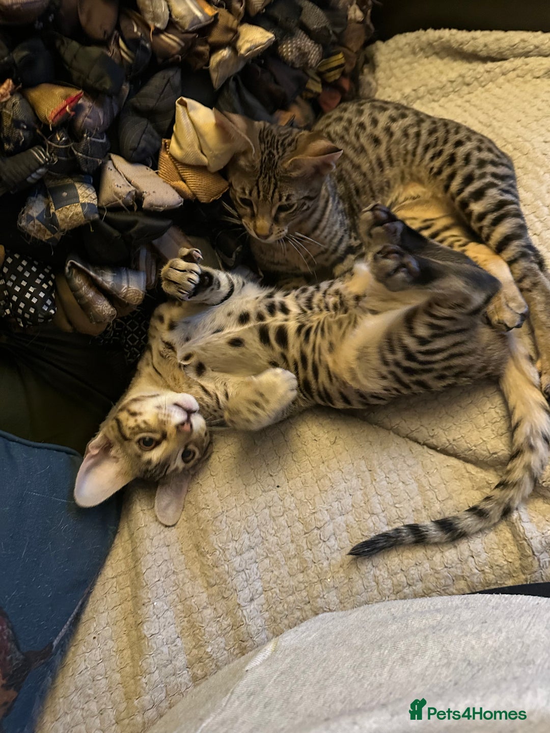 Savannah cats for sale: Savannah F4 girl kittens - Image 23