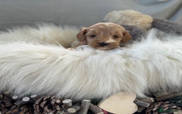 Cockapoo dogs for sale: 🐶Stunning F1 Cockapoos, Licensed Breeder🐾 - Advert 16