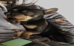 French Bulldog dogs for sale: Pablo  - Image 2