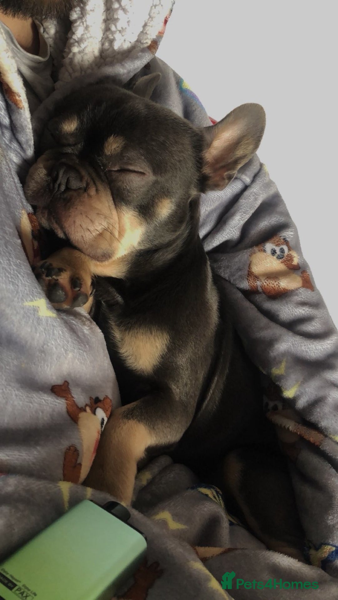 French Bulldog dogs for sale: Pablo  - Image 2