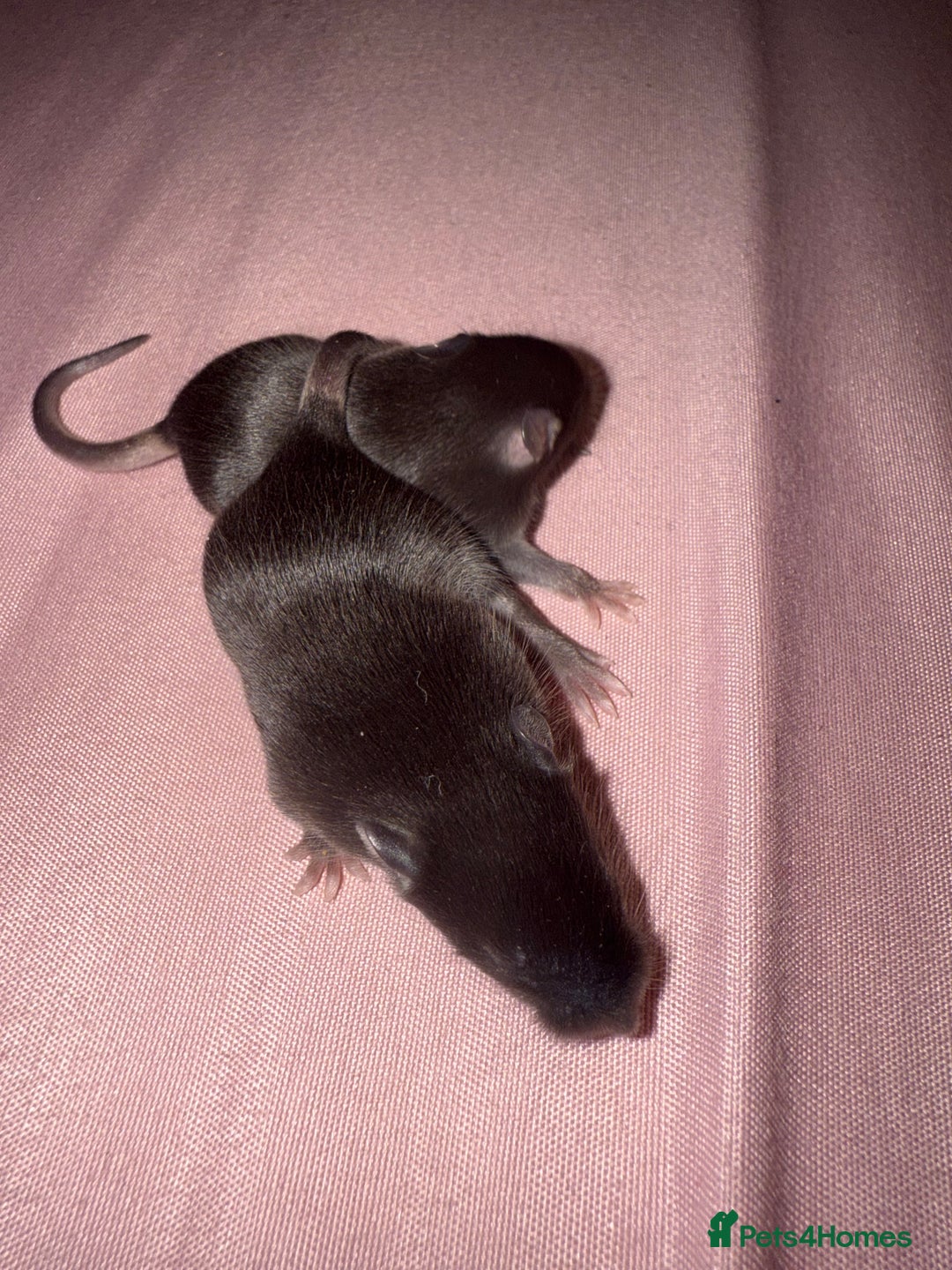 Mouse rodents for sale: Fancy mice 2 black males 6 females - Advert 3