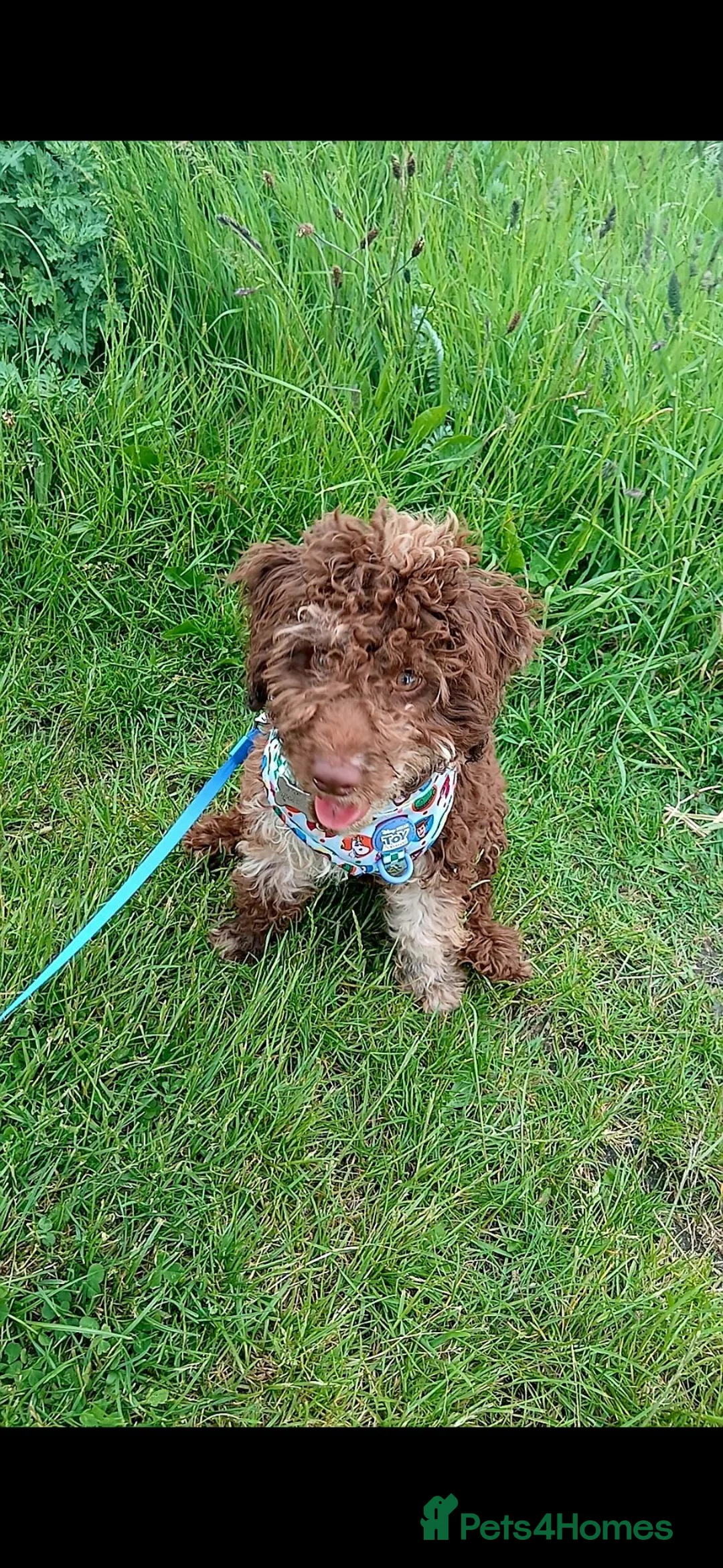 Cockapoo dogs for sale: 6 Month Old Cockerpoo - Advert 2