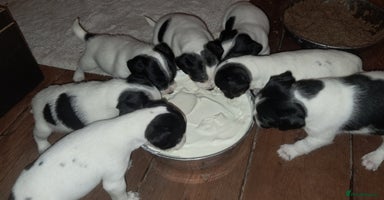 Jack Russell dogs - Advert 7