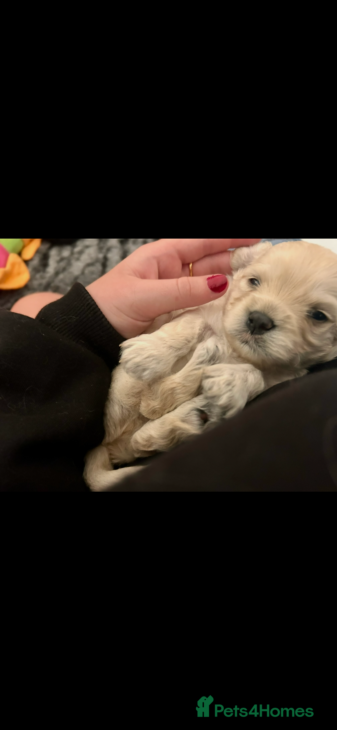 Cavapoochon dogs for sale: Male CavapoochonPuppy - Advert 8