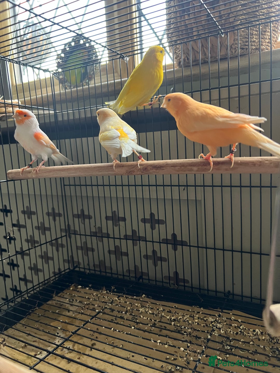 Canaries birds for sale: 4 male canaries - Advert 3