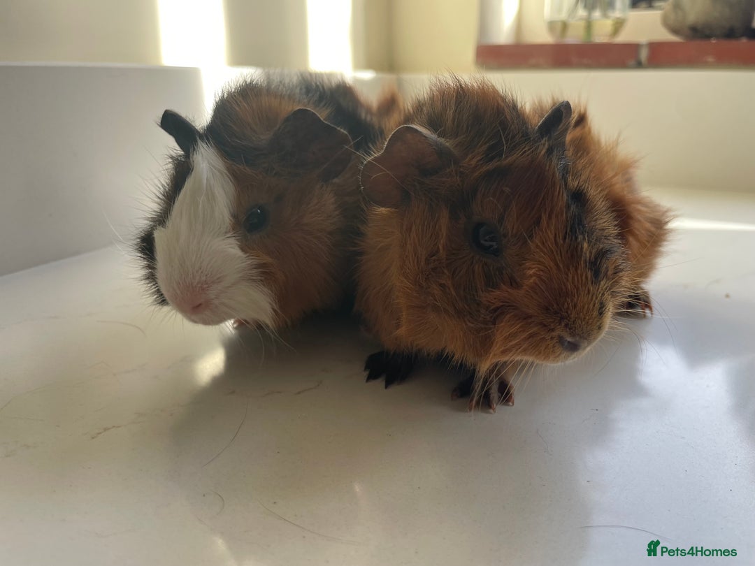 Guinea Pig rodents for sale: Beautiful baby Abyssinian Guinea Pigs - Advert 1