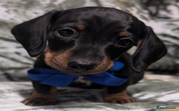 Miniature Dachshund dogs for sale: Quality KC / PRA Clear Minature Dachshund Puppies  - Image 5