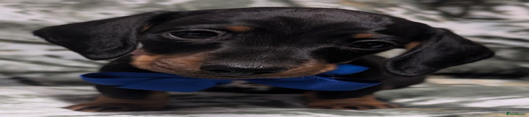 Miniature Dachshund Puppy 1