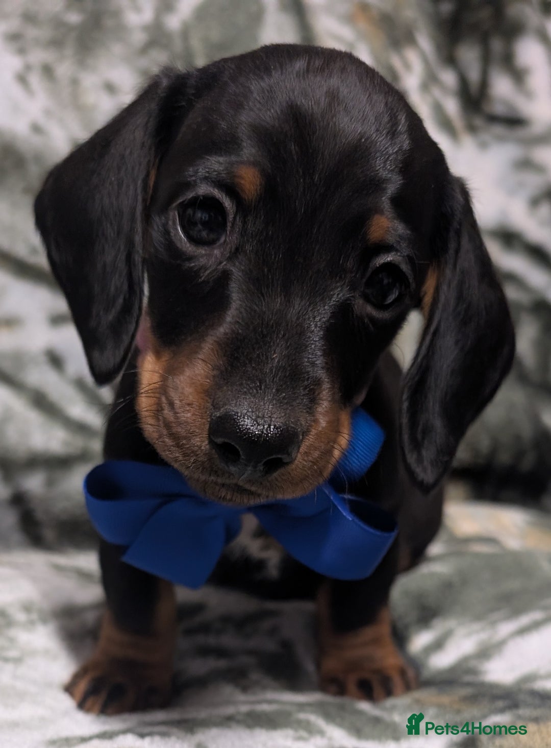 Miniature Dachshund dogs for sale: Quality KC / PRA Clear Minature Dachshund Puppies  - Image 5