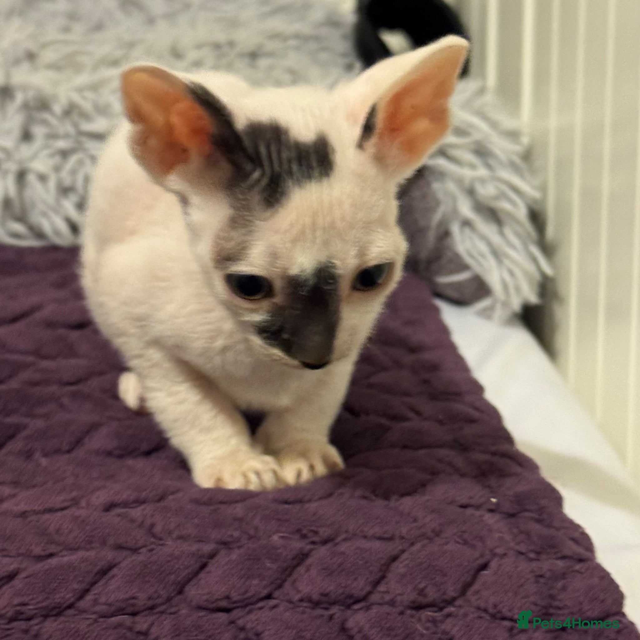 Cornish Rex cats for sale: Beautiful Cornish Rex kittens - Advert 4