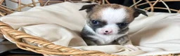 Chihuahua dogs for sale: Chihuahua puppies - Advert 10