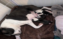 Boston Terrier dogs for sale: KC registered BOSTON TERRIER PUPPIES  - Image 7