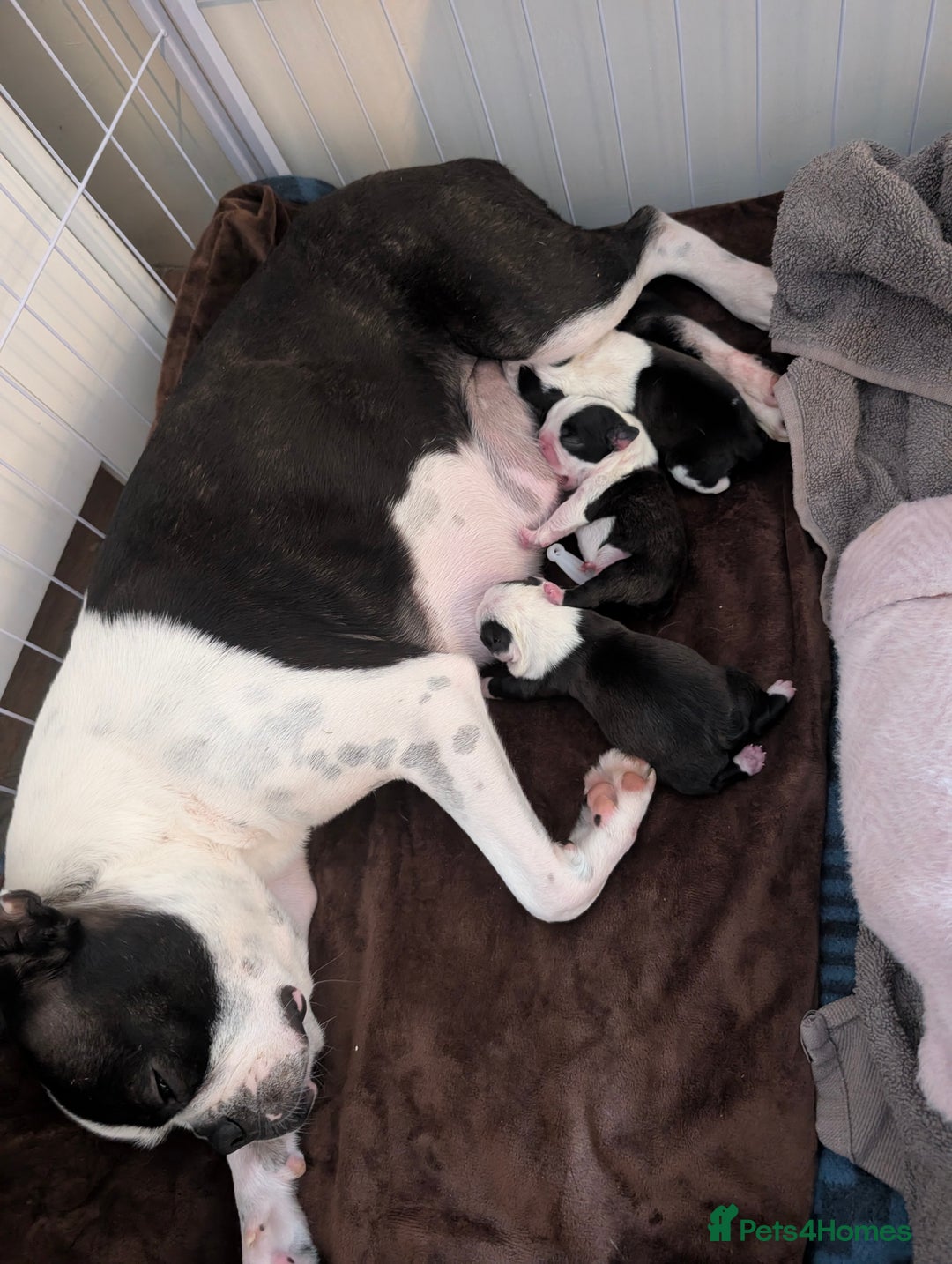 Boston Terrier dogs for sale: KC registered BOSTON TERRIER PUPPIES  - Image 7