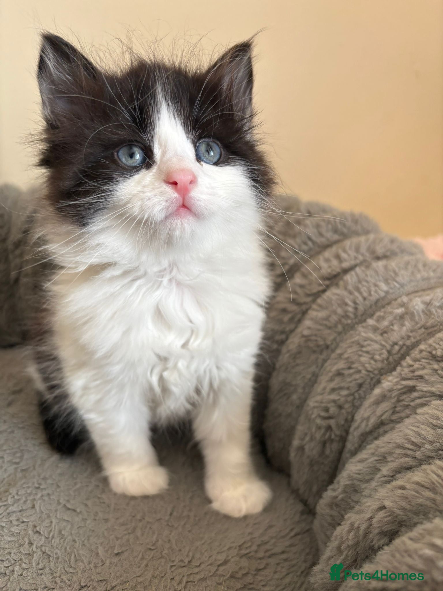 Mixed Breed cats Fluffy Male Kittens Maine Coon Cross  - Advert 15