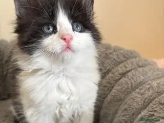 Mixed Breed cats Fluffy Male Kittens Maine Coon Cross - Advert 18