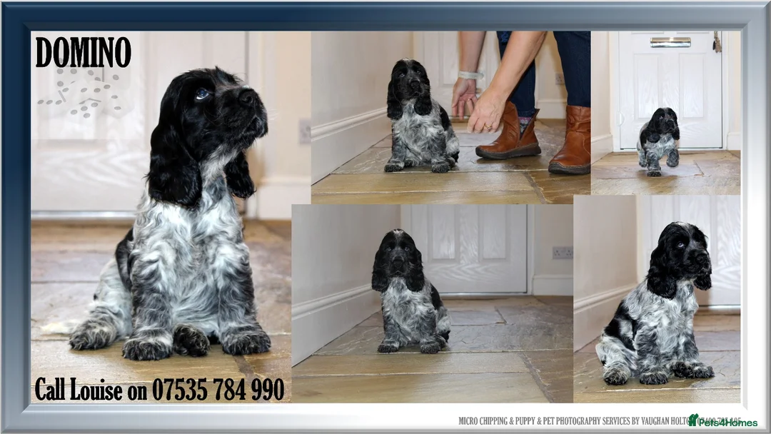 Cocker Spaniel dogs for sale: KC registered Cocker Spaniel.  - Advert 17