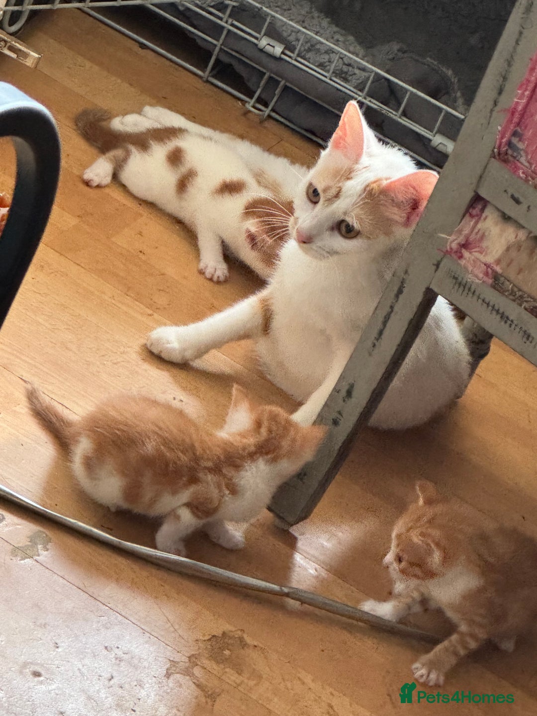 British Shorthair cats for sale: Adorable kittens  - Image 9