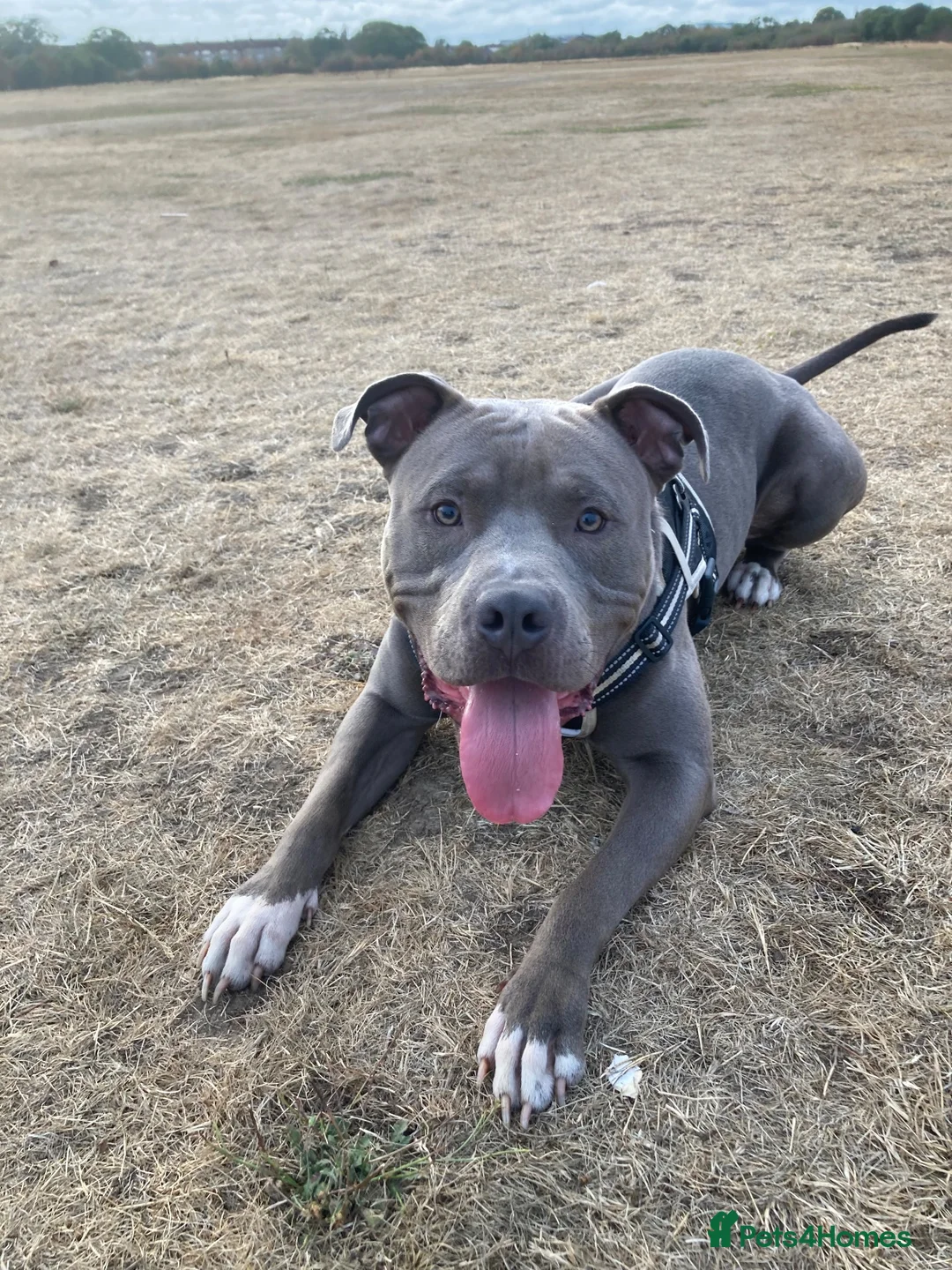 Staffordshire Bull Terrier dogs for stud: Beautiful Blue/Grey Staffordshire Bull Terrier  in Feltham - Advert 2
