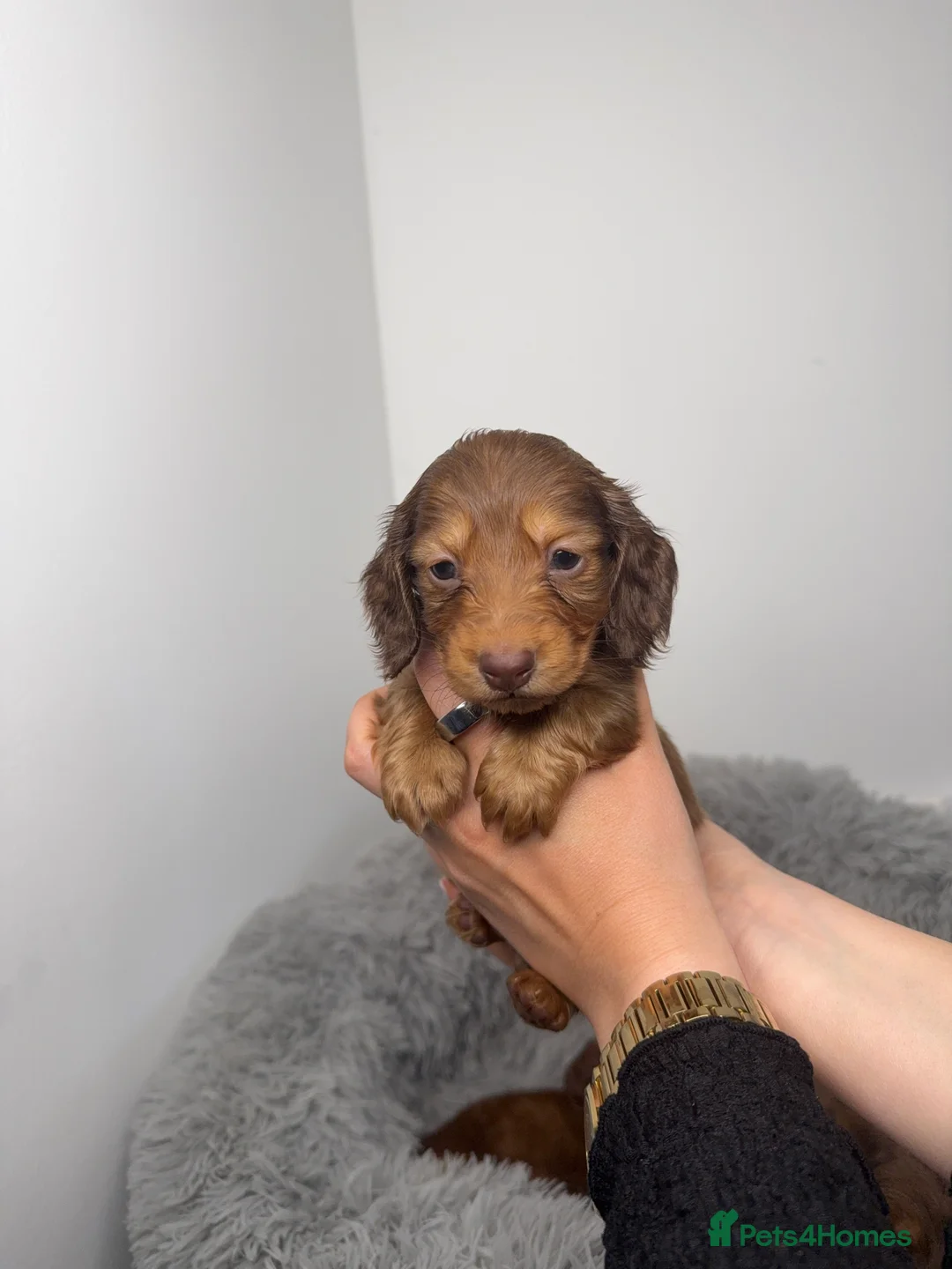 Miniature Dachshund dogs for sale: Long haired Miniature Dachshund puppies  in Colchester - Advert 8
