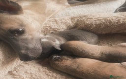 Whippet dogs for sale: Adorable home bred KC whippets - Image 2
