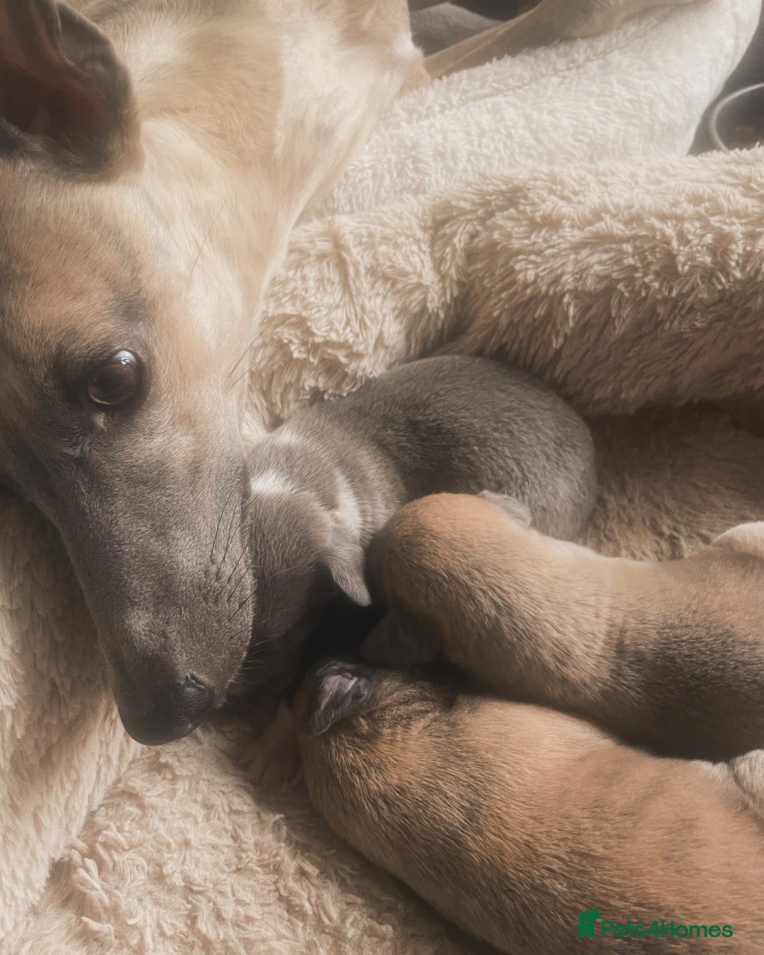 Whippet dogs for sale: Adorable home bred KC whippets - Image 2