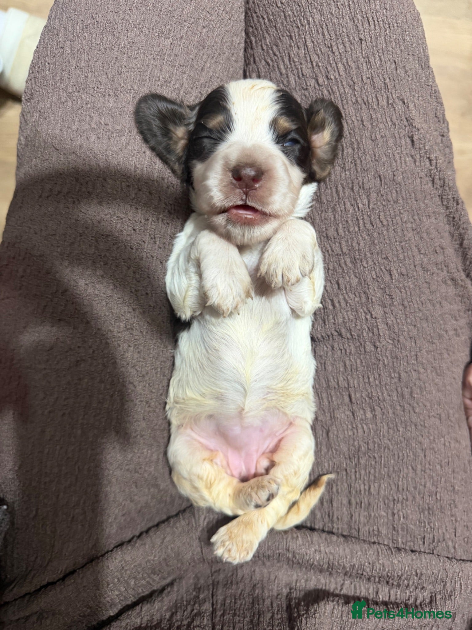 Cocker Spaniel dogs (4 left) KC show type cocker spaniel puppies - Advert 5