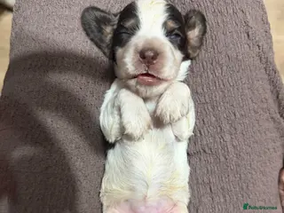 Cocker Spaniel dogs (4 left) KC show type cocker spaniel puppies - Advert 5