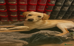 Labrador Retriever dogs for sale: Beautiful, loving Labrador Retriever forever home - Image 3