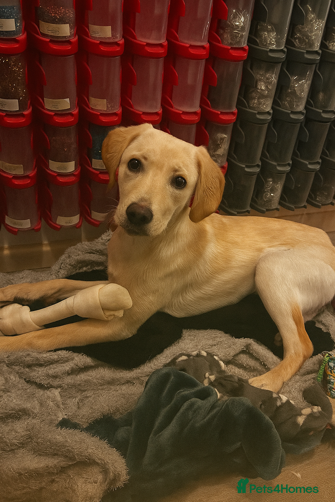 Labrador Retriever dogs for sale: Beautiful, loving Labrador Retriever forever home - Image 3