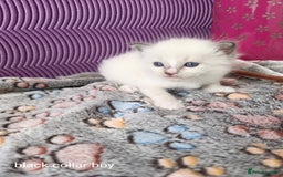 Ragdoll cats for sale: Adorable Ragdoll kittens - Image 6
