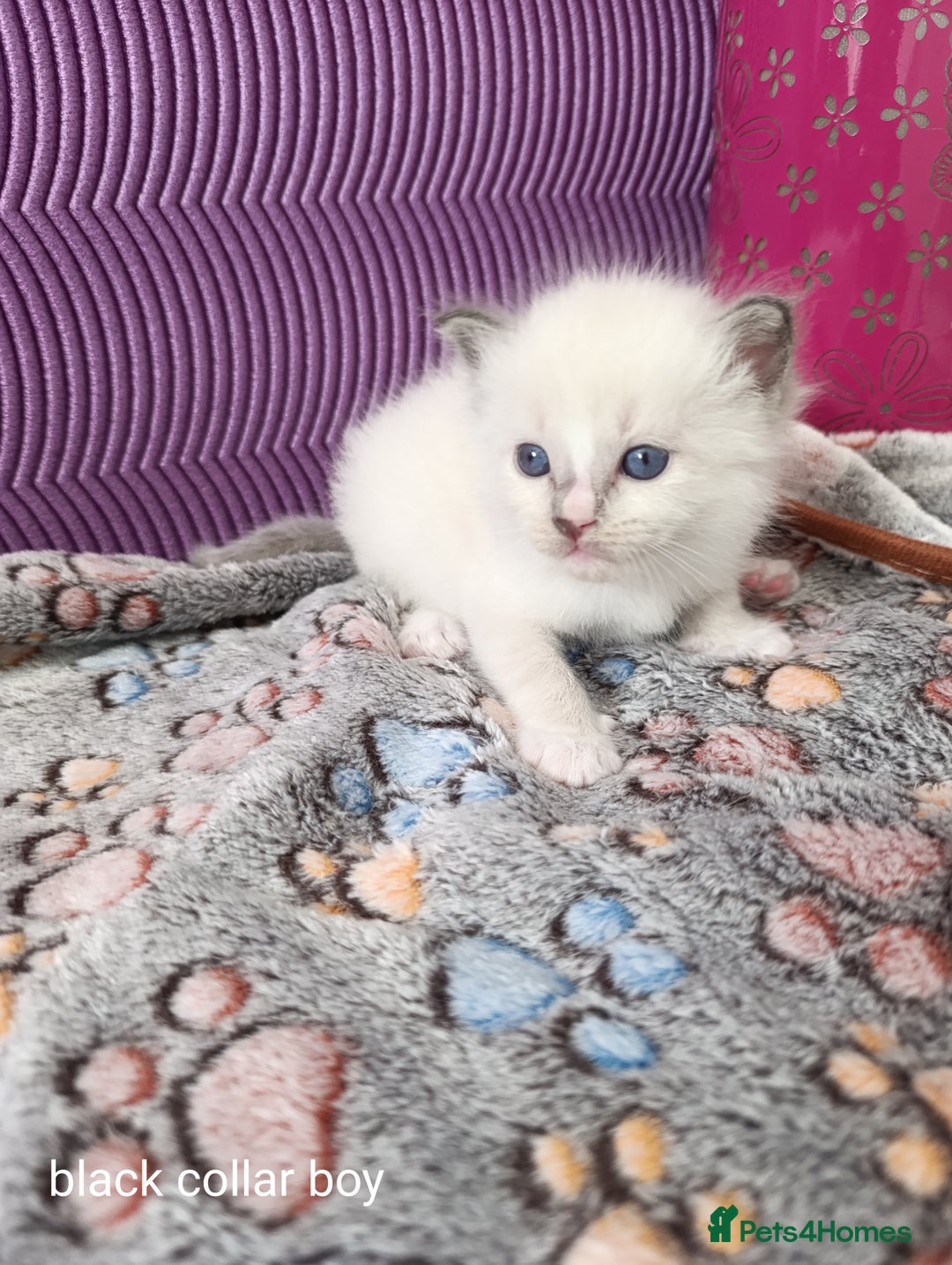 Ragdoll cats for sale: Adorable Ragdoll kittens - Image 6