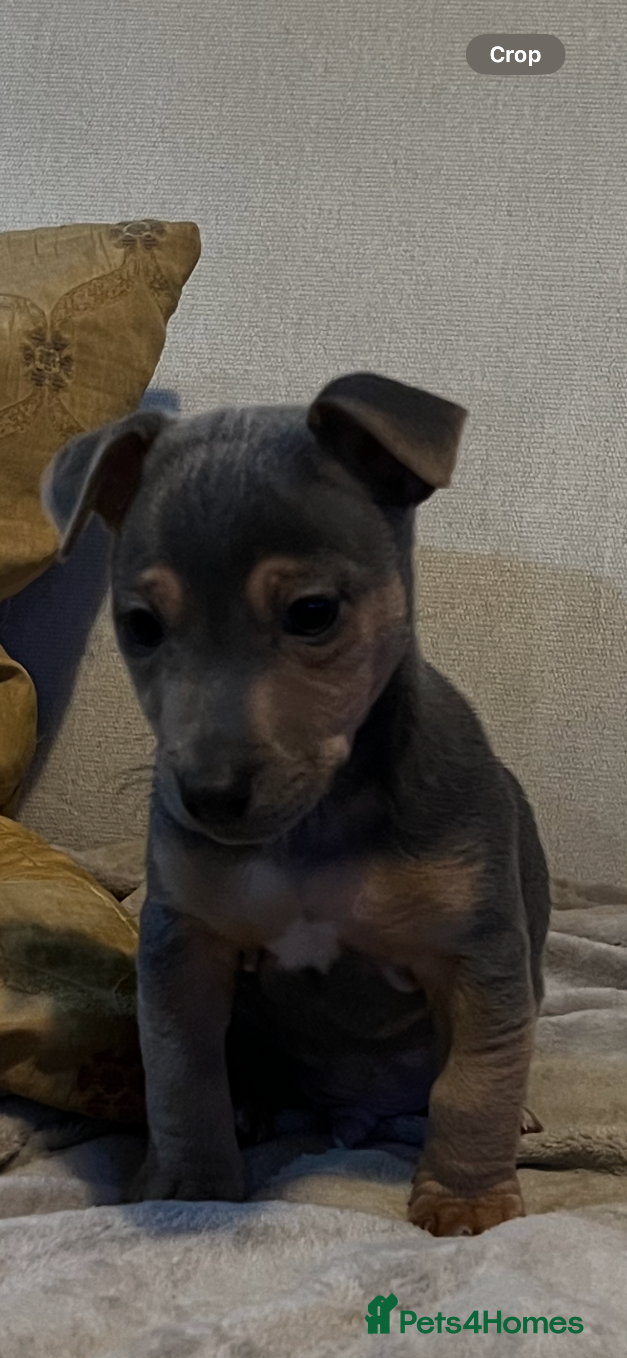 Jack Russell dogs 2 boys remaining, Lilac & Tan, Isobella & Tan - Advert 1