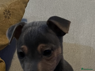 Jack Russell dogs 2 boys remaining, Lilac & Tan, Isobella & Tan - Advert 1