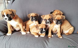 Boxer dogs for sale: Gorgeous Chunky Boxer Puppies  - Image 2