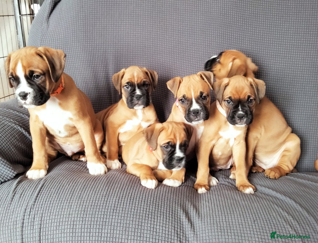 Boxer dogs for sale: Gorgeous Chunky Boxer Puppies  - Image 2