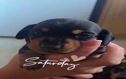 Miniature Dachshund dogs for sale: Miniature dachshunds  - Image 8