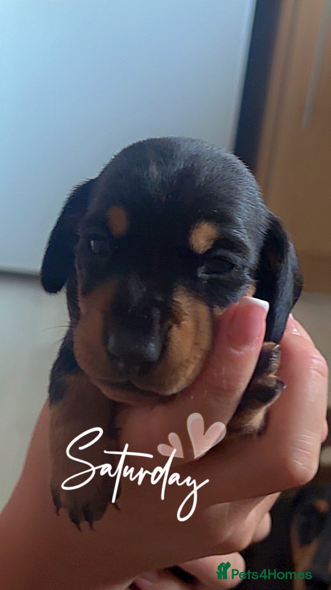 Miniature Dachshund dogs for sale: Miniature dachshunds  - Image 8