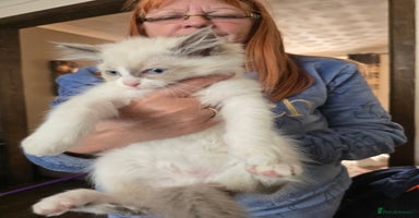 Ragdoll cats - Advert 13