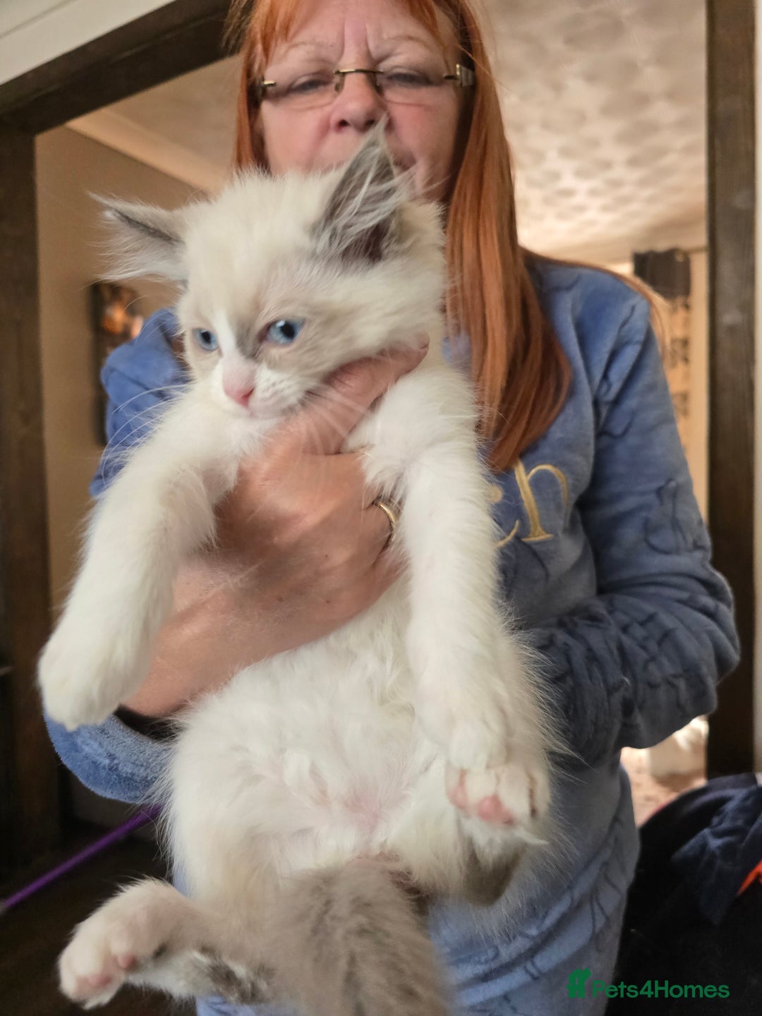 Ragdoll cats for sale:  ragdoll kittens parents gccf registered  - Image 2