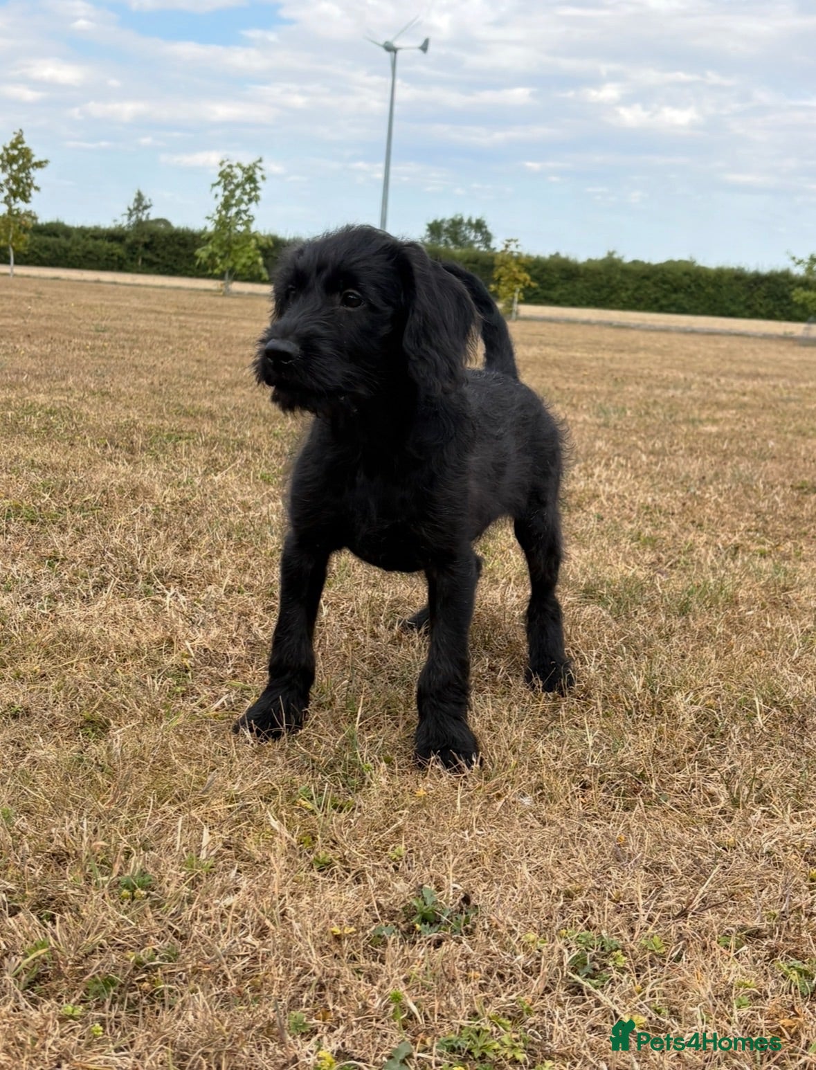 Labradoodle dogs Extensively Health Tested F1 Miniature Labradoodle - Advert 2