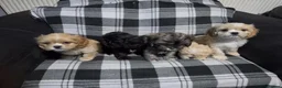Cava Tzu dogs for sale: Cava Tzu pups - Advert 5