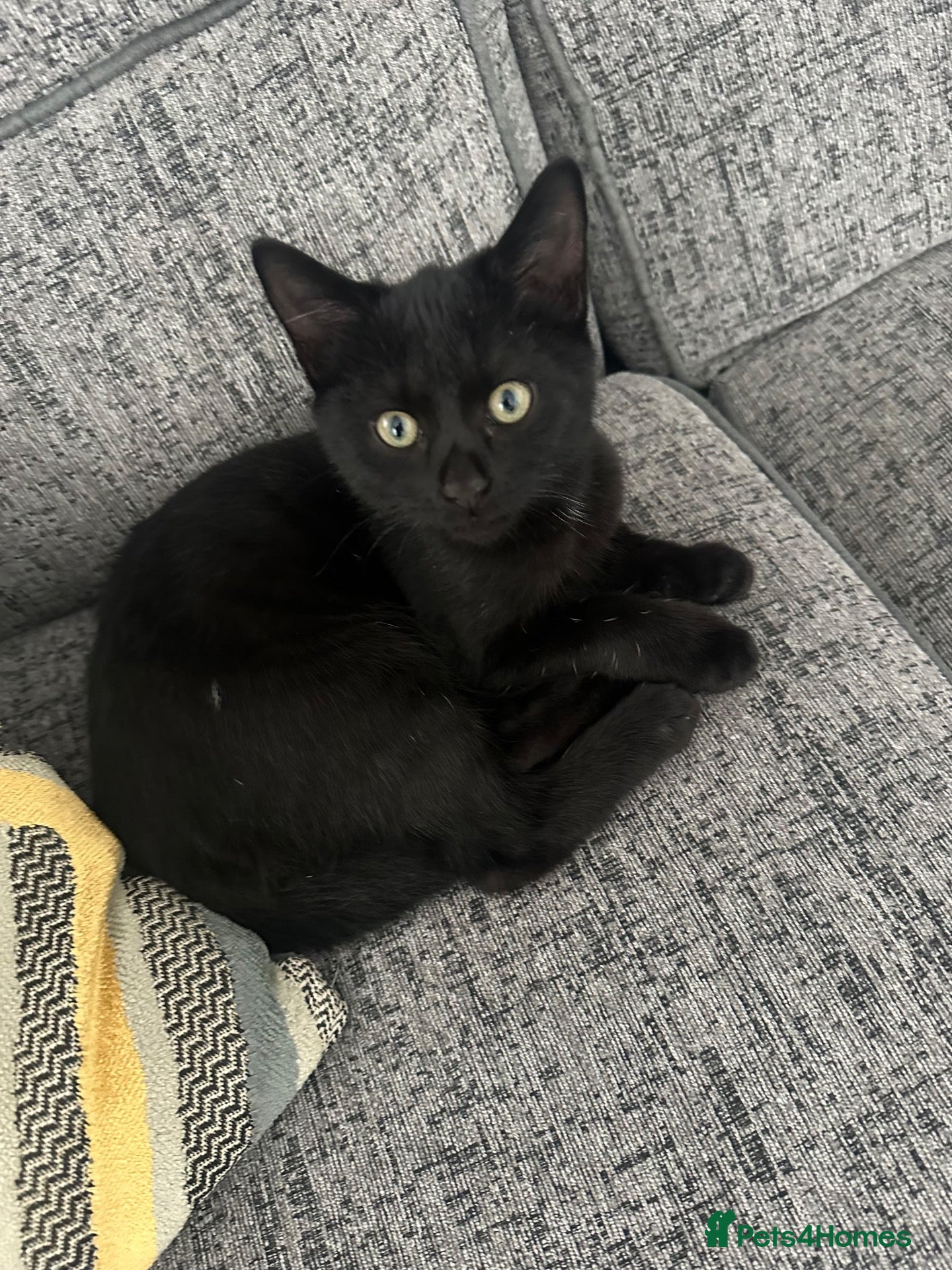 Mixed Breed cats Available 2 Kittens White/Black Ready for Homes - Advert 2